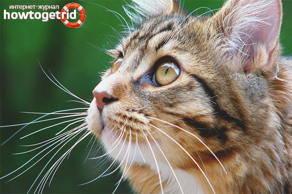 Зачем кошке усы. Может ли кошка прожить без усов