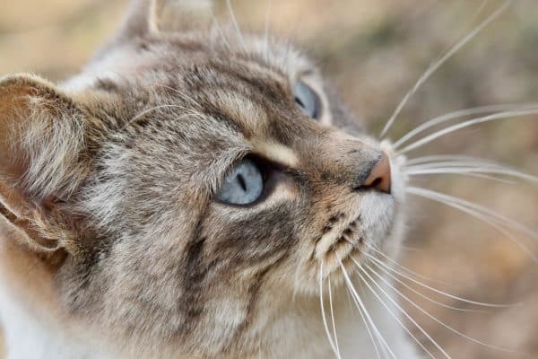 Зачем кошке усы. Может ли кошка прожить без усов