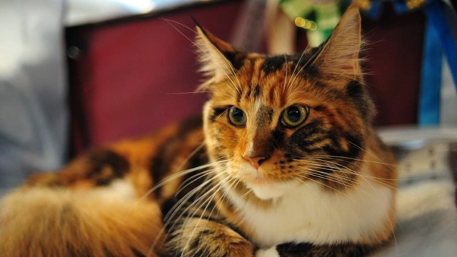 Зачем кошке усы. Может ли кошка прожить без усов