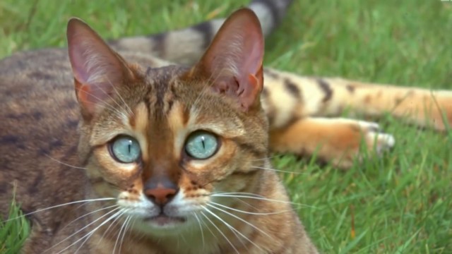 Зачем кошке усы. Может ли кошка прожить без усов