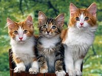 Зачем кошке усы. Может ли кошка прожить без усов
