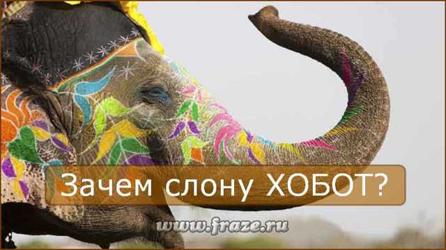 Зачем слону хобот – питание, зашита, общение, орган чувств
