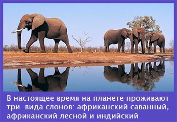 Зачем слону хобот – питание, зашита, общение, орган чувств