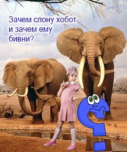 Зачем слону хобот – питание, зашита, общение, орган чувств