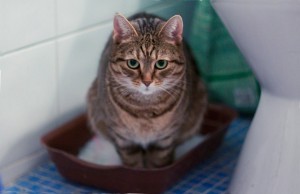 Запор у кошки - причины, симптомы, лечение, профилактика