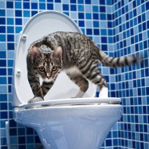 Запор у кошки - причины, симптомы, лечение, профилактика