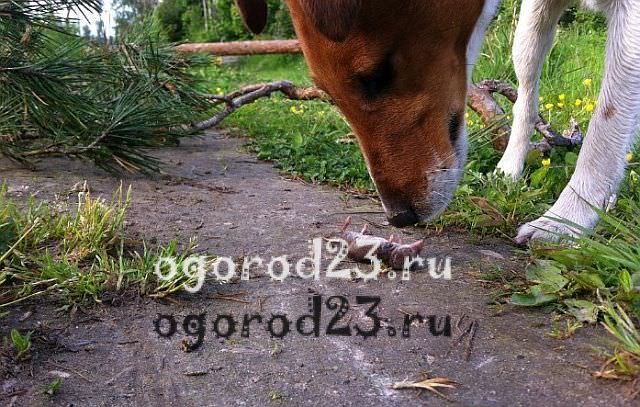 Землеройки – фото, описание, ареал, рацион, враги, популяция