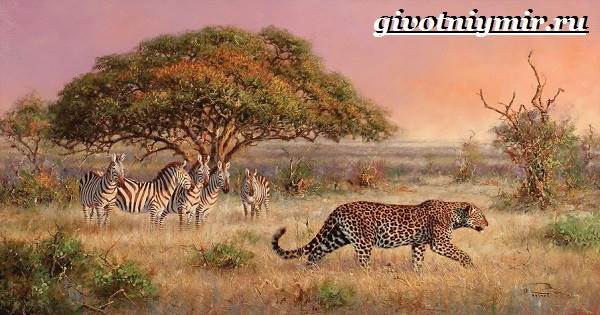 Животные-Африки-Образ-жизни-и-среда-обитания-животных-Африки-3