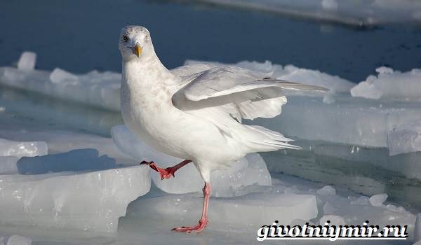 Животные-Арктики-30