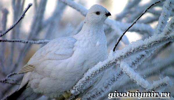 Животные-Арктики-6