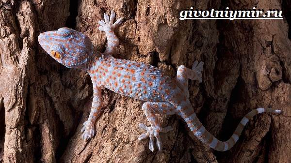 Животные-Австралии-32