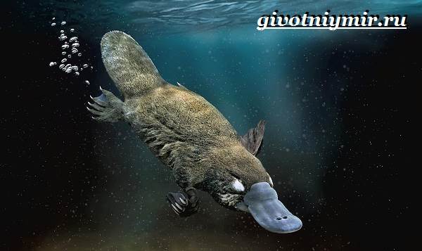 Животные-Австралии-4
