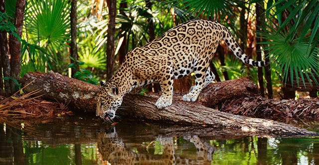 Животные Южной Америки - фото, описание, список обитателей
