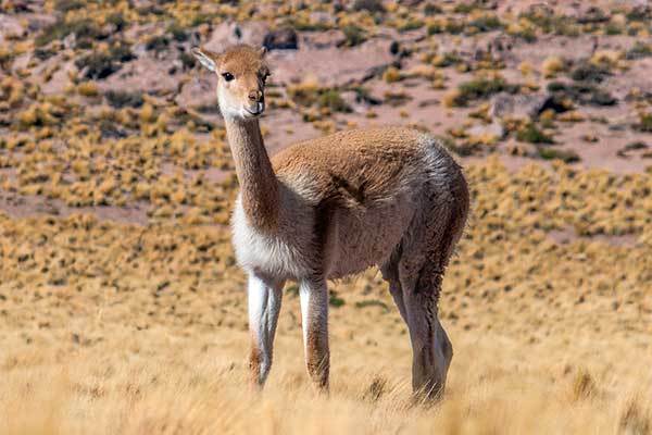 Животные Южной Америки - фото, описание, список обитателей