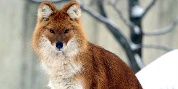 Животные красной книги России и мира: фото, название, описание