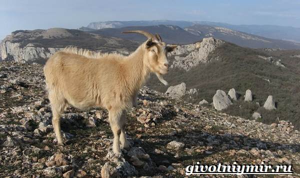 Животные-Крыма-Описания-названия-и-особенности-животных-Крыма-3