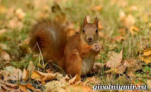 Животные Сибири: фото, список видов, описание