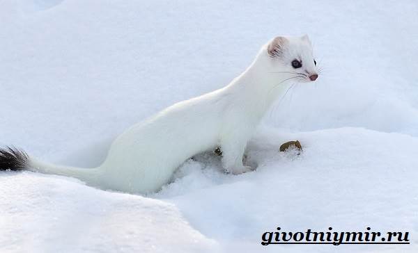 Животные-тундры-9