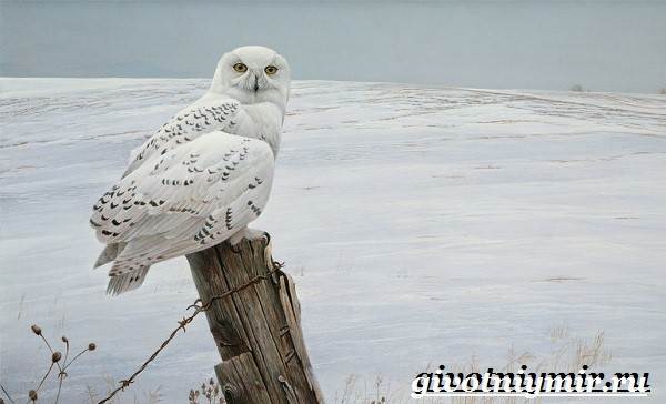 Животные-тундры-15