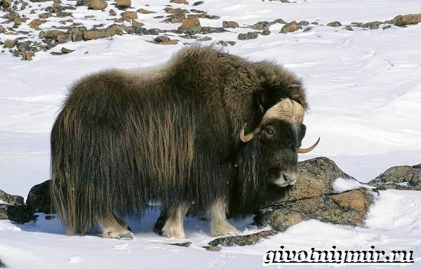 Животные-тундры-7
