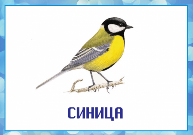 Зимующие птицы: список с фото и названиями