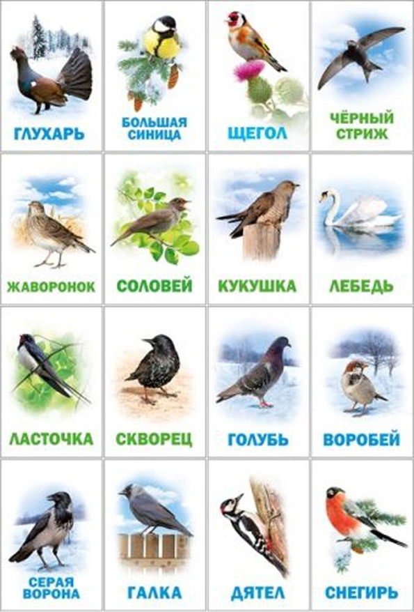 Зимующие птицы: список с фото и названиями