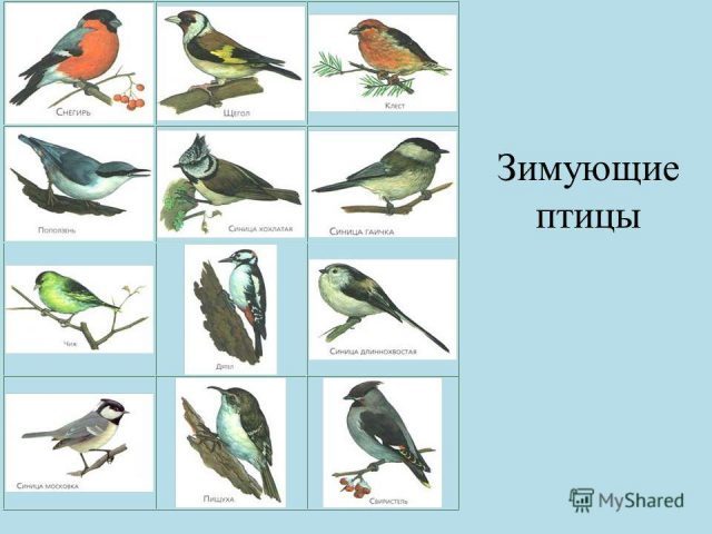 Зимующие птицы: список с фото и названиями