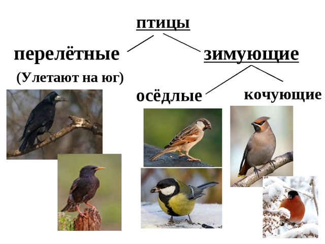 Зимующие птицы: список с фото и названиями