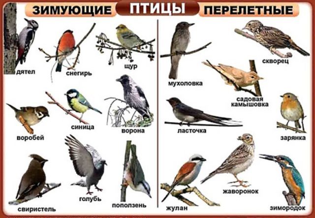 Зимующие птицы: список с фото и названиями