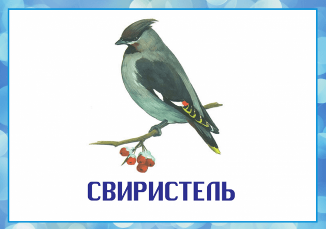 Зимующие птицы: список с фото и названиями
