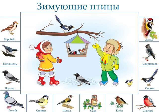 Зимующие птицы: список с фото и названиями