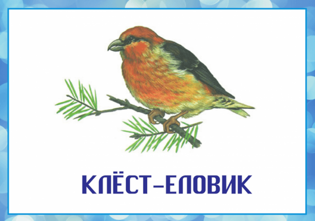Зимующие птицы: список с фото и названиями