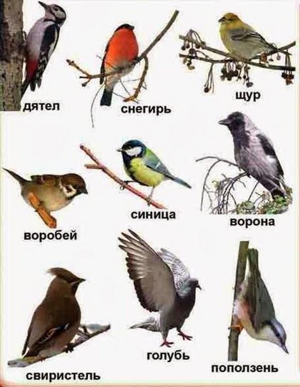 Зимующие птицы: список с фото и названиями