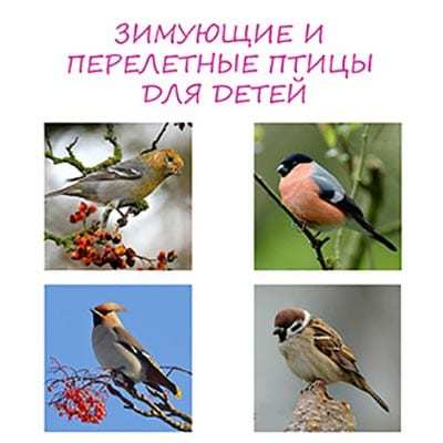 Зимующие птицы: список с фото и названиями