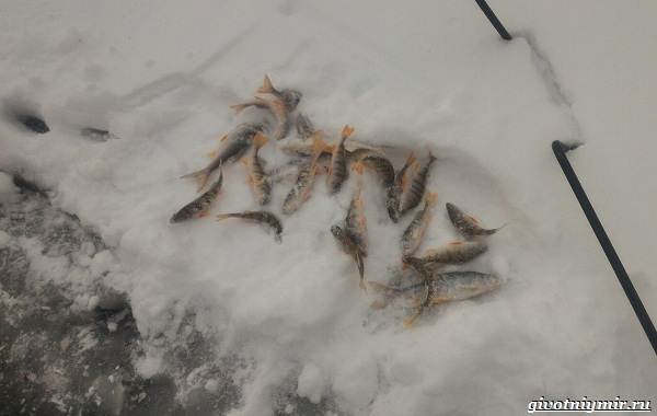15-лучших-рыболовных-мест-в-Бурятии-Бесплатные-и-платные-6