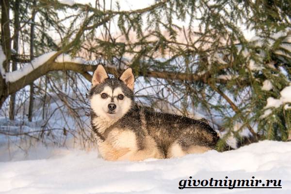 Аляскинский-кли-кай-собака-Описание-уход-и-цена-породы-аляскинский-кли-кай-6