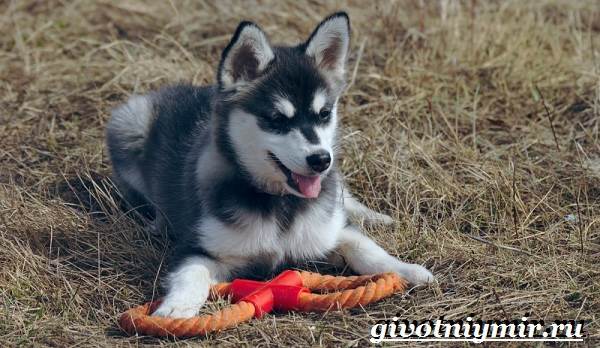 Аляскинский-кли-кай-собака-Описание-уход-и-цена-породы-аляскинский-кли-кай-9
