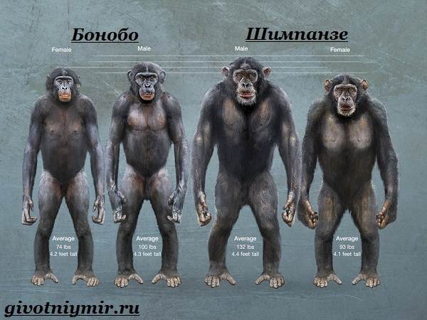 Бонобо-обезьяна-Образ-жизни-и-среда-обитания-обезьяны-бонобо-2