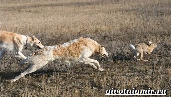 Борзая-русская-собака-Описание-особенности-уход-и-цена-русской-борзой-6