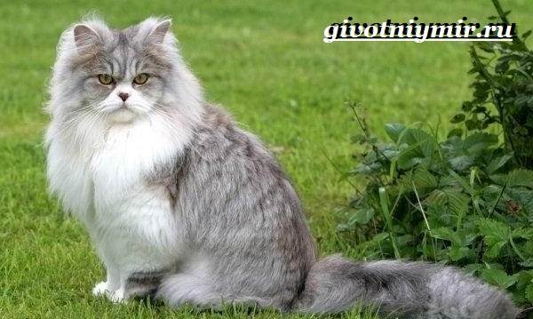 Британская-кошка-Описание-особенности-уход-и-цена-британской-кошки-10