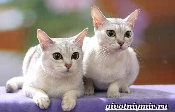 Бурмилла-кошка-Описание-особенности-уход-и-цена-бурмиллы-3