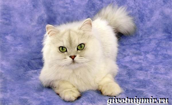 Бурмилла-кошка-Описание-особенности-уход-и-цена-бурмиллы-4