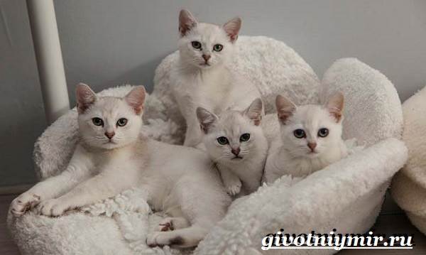 Бурмилла-кошка-Описание-особенности-уход-и-цена-бурмиллы-5