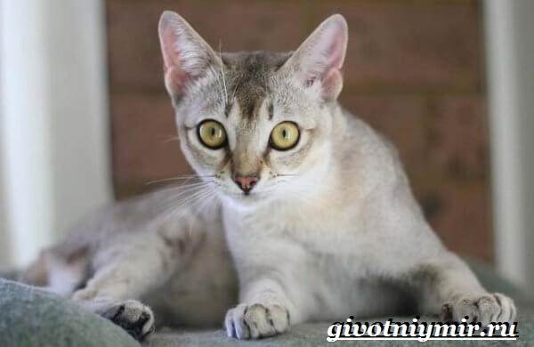 Бурмилла-кошка-Описание-особенности-уход-и-цена-бурмиллы-2