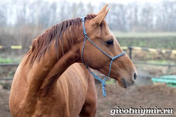 Донская-лошадь-Описание-особенности-виды-уход-и-цена-донской-лошади-11