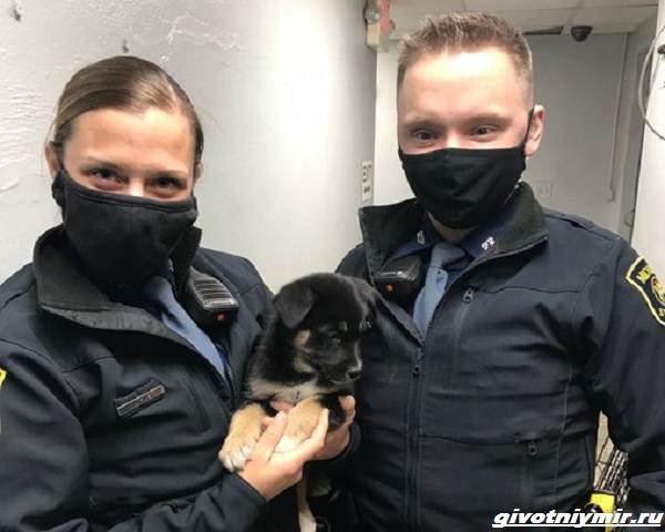 Две-истории-о-животных-которых-оставили-в-автомобиле-6