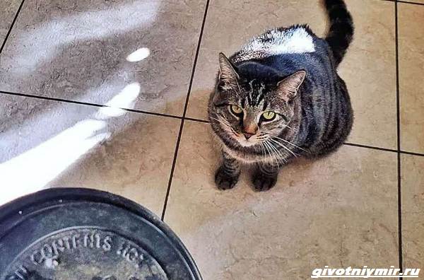 Две-забавные-истории-о-питомцах-которые-дарят-хозяевам-подарки-3
