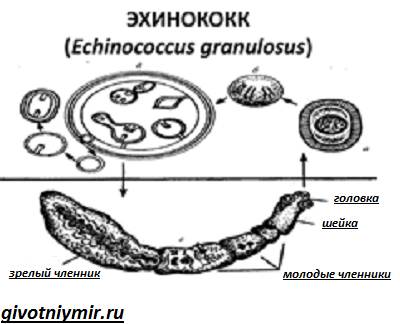 Эхинококк-червь-Образ-жизни-и-среда-обитания-эхинококка-2
