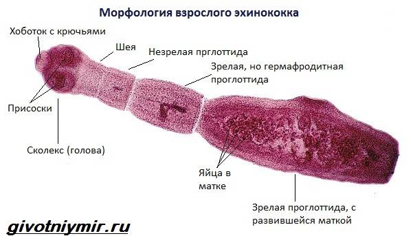 Эхинококк-червь-Образ-жизни-и-среда-обитания-эхинококка-3