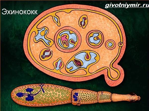 Эхинококк-червь-Образ-жизни-и-среда-обитания-эхинококка-4